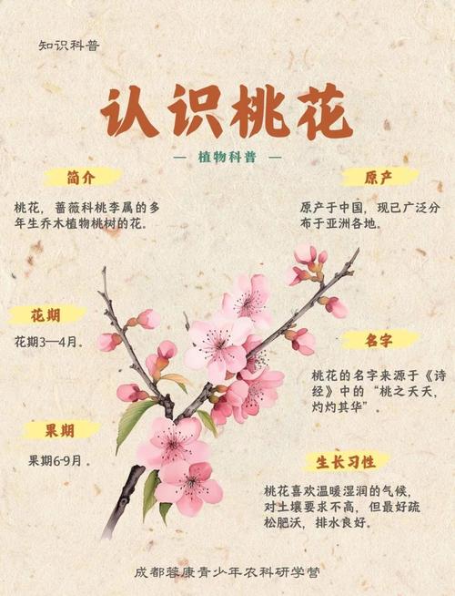 家中風水沒有桃花的原因