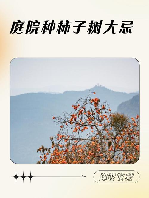 柿子樹種植的時(shí)候 要講究風(fēng)水禁忌