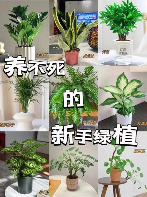 家庭院子綠植養(yǎng)不活風(fēng)水差是真的嗎