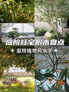 合理性，確保庭院種樹風水正常