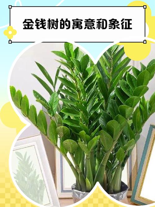 家居風(fēng)水可以種什么植物 金錢樹擺設(shè)利運(yùn)勢