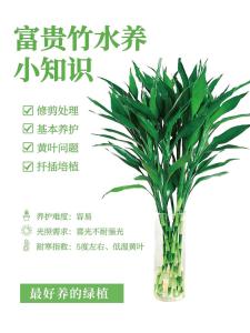 教你如何種植富貴竹才招財