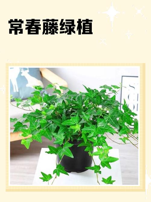 陽臺種常青藤好嗎 有什么作用