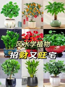 家庭養什么花風水好 植物的風水作用