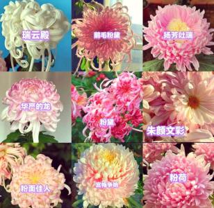 家里可以種菊花嗎 長相秀麗風水好