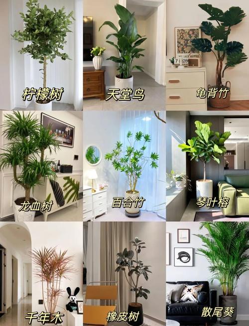 客廳植物風水擺放小常識