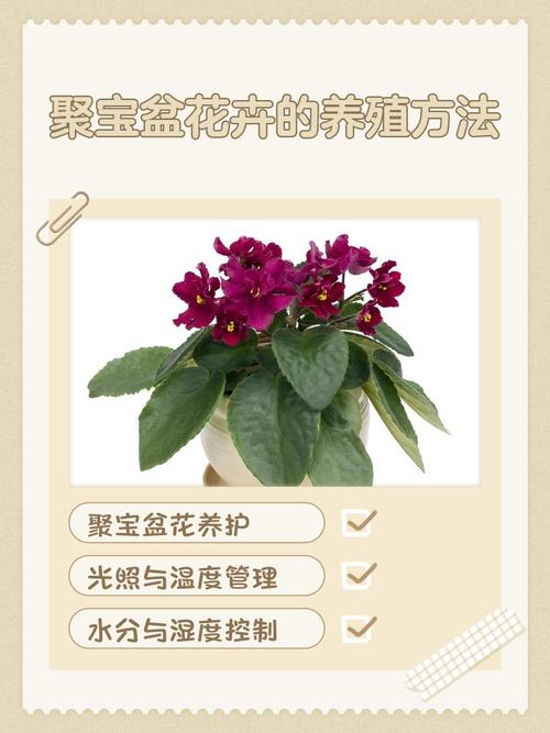 綠植聚寶盆的養殖方法 怎么放招財