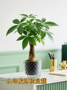 可以在家里養什么植物 發財樹風生水起