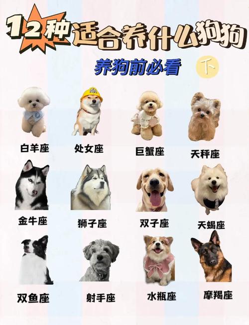 怎樣和屬狗的人相處 屬狗人暗戀一個人的經(jīng)典表現(xiàn)