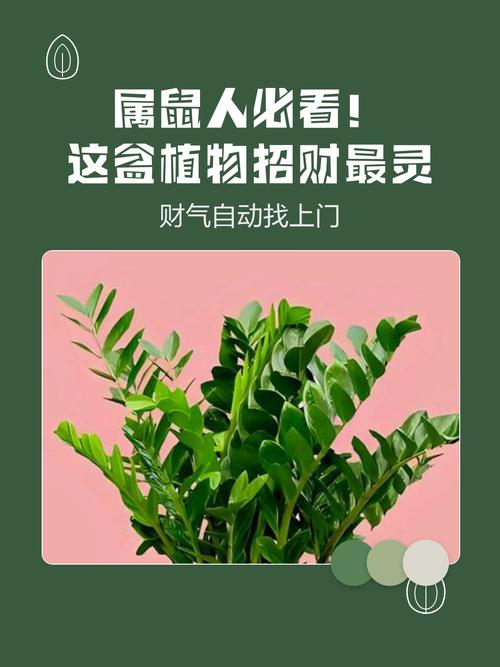 屬鼠的家里養啥花能增財運