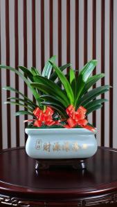 旺家庭風水的室內盆栽 與君子蘭交談修生養性