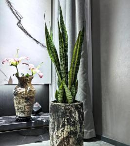 在辦公室風水中種植虎皮蘭好不好?