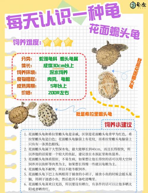 招財龜怎么養 最科學的飼養絕招