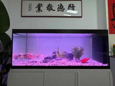 辦公室養幾條風水魚最好？