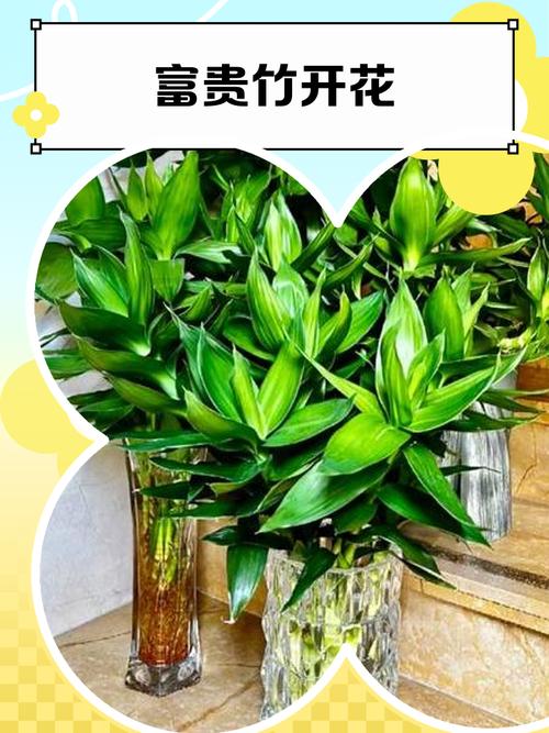 招財花有哪些？是富貴牡丹還是富貴竹