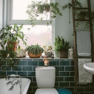廁所植物擺放風水