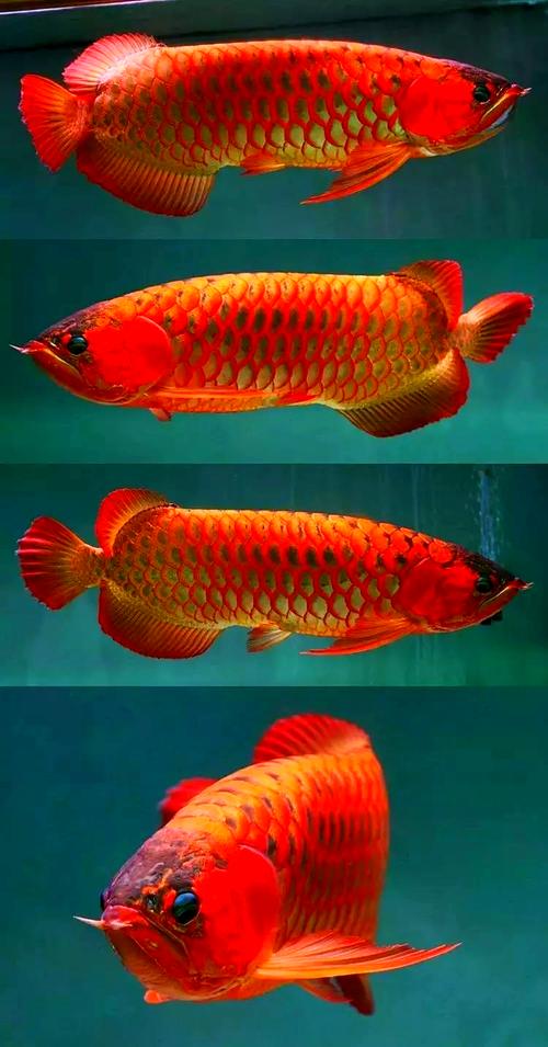 紅龍魚的種類