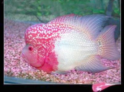 什么品種的羅漢魚會(huì)起頭?
