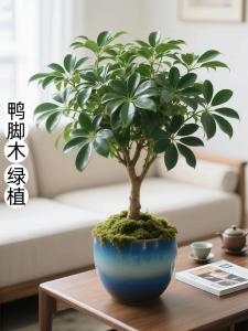 屋后種什么樹最旺 最好的鎮宅招財樹推薦