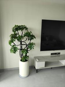 家里客廳植物擺放風(fēng)水如何