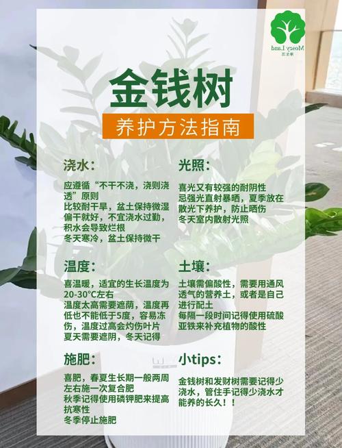 金錢樹的風水作用詳解及養殖方法