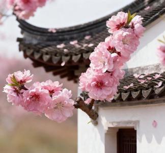 離婚位風水怎么化解 粉色布景利桃花