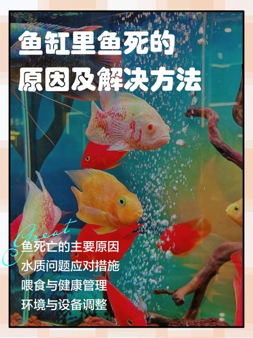 風(fēng)水魚如果死了應(yīng)該怎么處理比較好