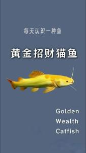 招財魚的種類有哪些?