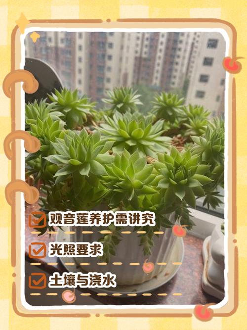 家里養多肉對女人不好嗎 哪些不利于風水