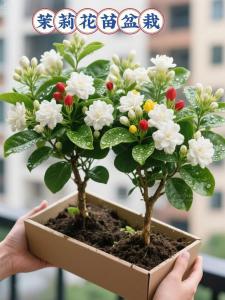 辦公室放植物位置風水   茉莉花提神醒腦