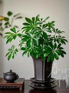 辦公桌盆栽風水的寓意  盆栽隔穢氣