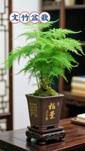 書房養(yǎng)什么花風(fēng)水好  文竹調(diào)養(yǎng)生息