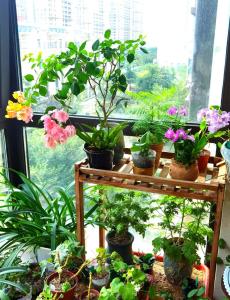 什么樣的風水犯桃花  陽臺植物過多