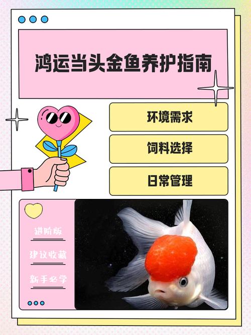 我是做生意的.怎樣養(yǎng)風水魚？