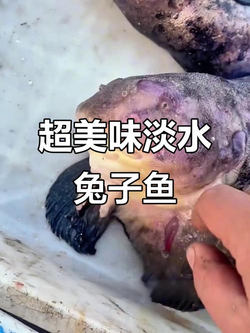 63年屬兔養幾條魚好?