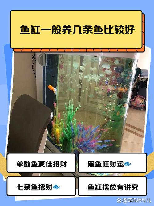 有個(gè)一米三魚(yú)缸,應(yīng)該養(yǎng)幾條魚(yú)最招財(cái)?