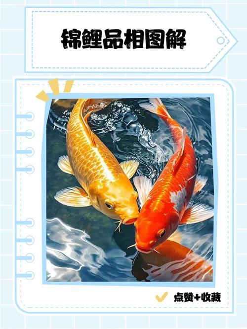 屬兔人最適合養什么風水魚？
