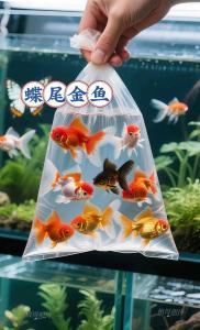辦公室養什么魚好養又招財？