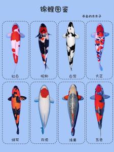 養(yǎng)幾條錦鯉風(fēng)水魚好?