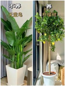 家中適合擺放的植物有哪些？