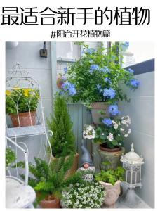 家中陽臺適合養什么花