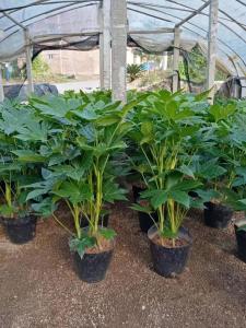 適合養在辦公室的綠植　八角金盤八方聚財