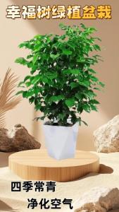 家里養什么吸風水旺財 幸福樹寓意吉利