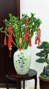 哪些植物放客廳比較旺財(cái) 客廳禁忌的植物