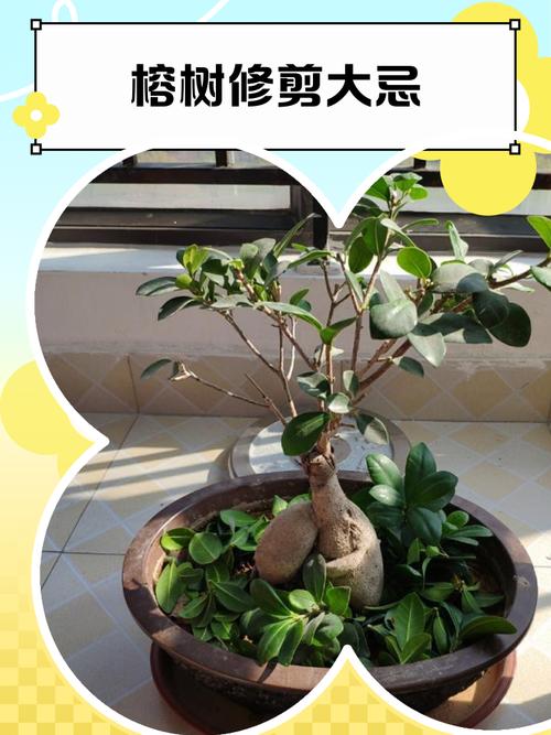 榕樹盆景能不能放家里？榕樹盆景如何修剪？