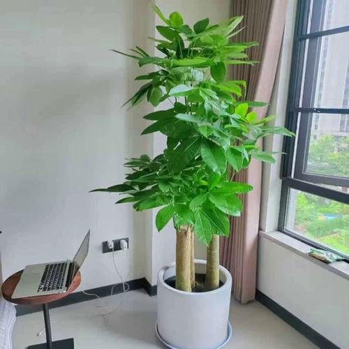 發財樹客廳擺放示意圖,發財樹應擺放在客廳哪個位置最好