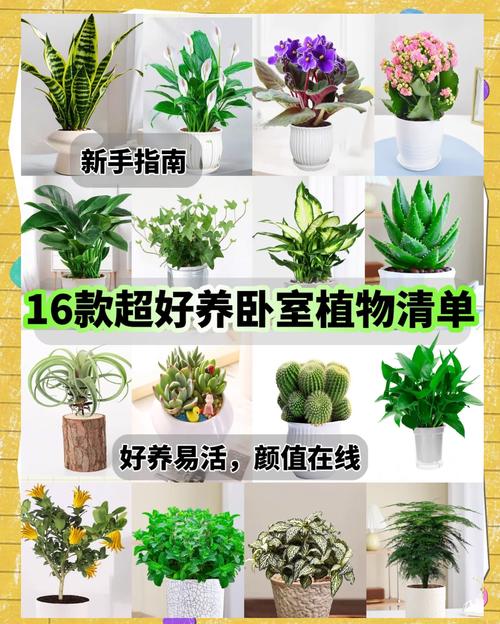 兒童臥室適合放什么植物 床頭適合放什么盆栽