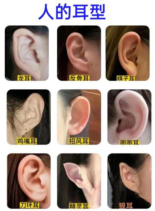 生男生女 耳朵厚的人容易生男孩還是女孩