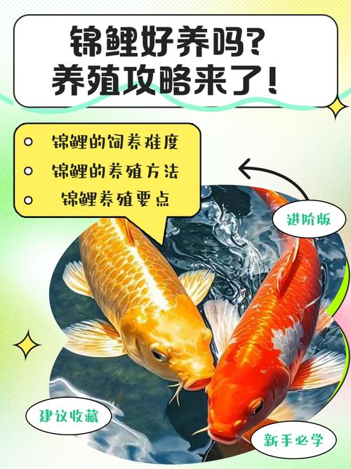 史上最好運的錦鯉,錦鯉養殖介紹風水魚旺家運哦