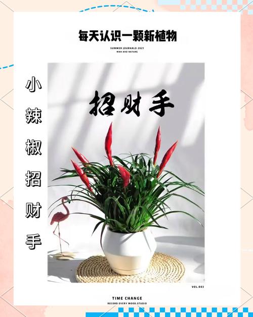 招財手花的養殖方法和注意事項,招財手植物怎么養